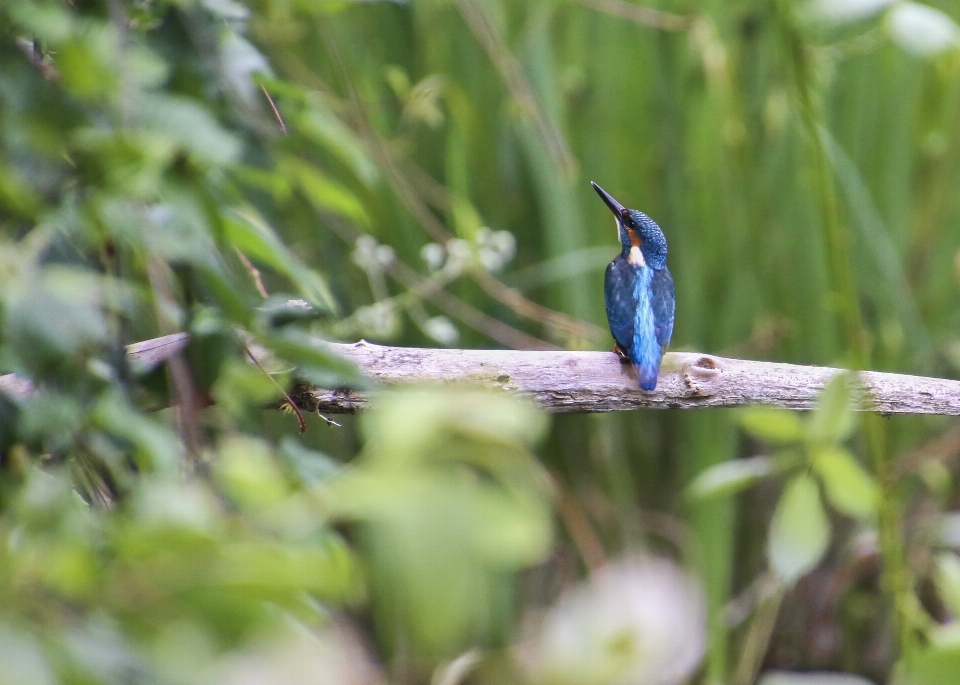 Agua naturaleza rama pájaro