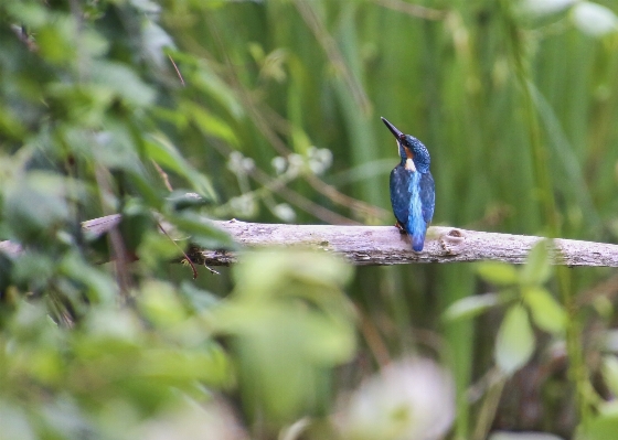 Water nature branch bird Photo