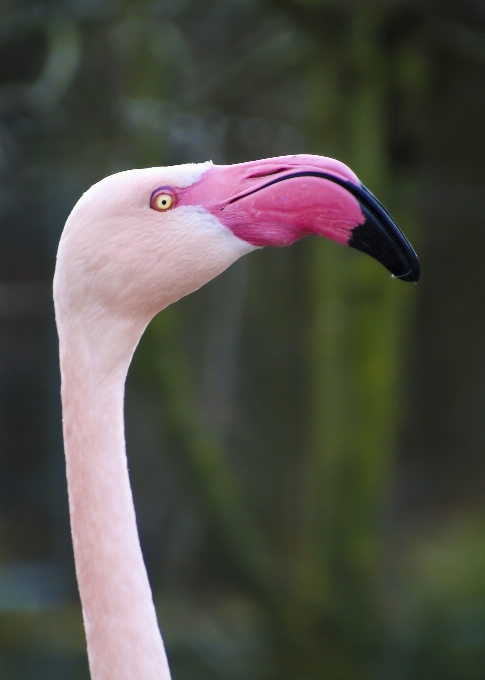 Natureza pássaro animais selvagens bico