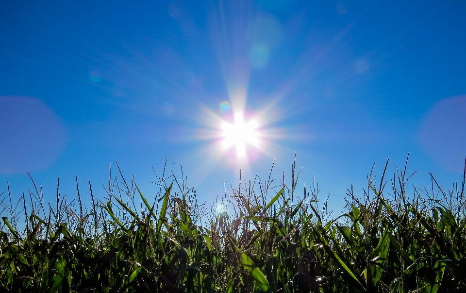 Nature grass horizon light