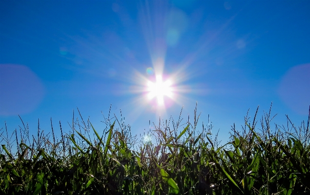 Nature grass horizon light Photo