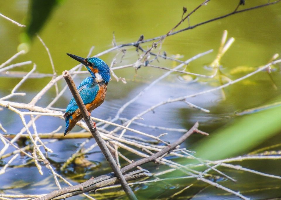 Acqua natura ramo uccello