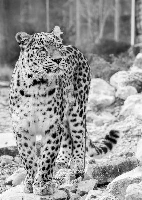 Foto Bianco e nero
 visualizzazione animali selvatici zoo