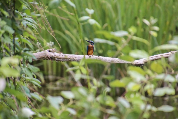 Water nature branch bird Photo