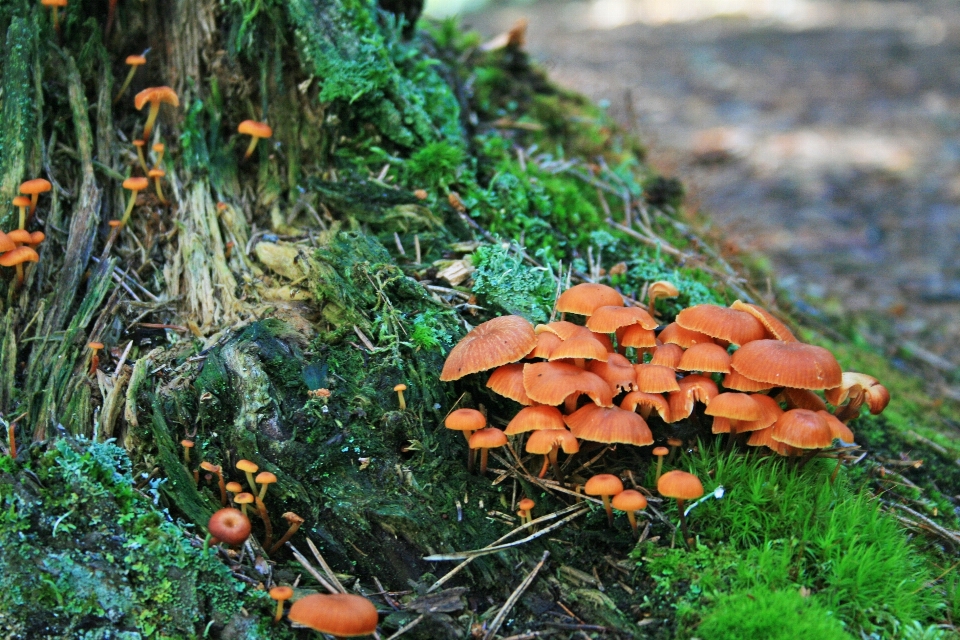 árbol naturaleza bosque césped