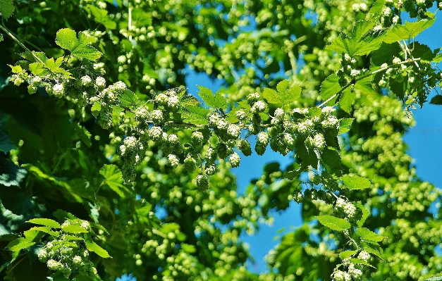 Tree nature branch blossom Photo