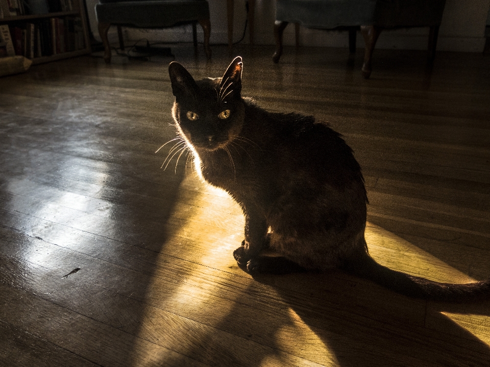 Sonnenlicht kätzchen katze säugetier