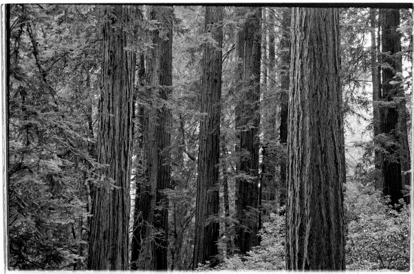 Tree forest swamp branch Photo