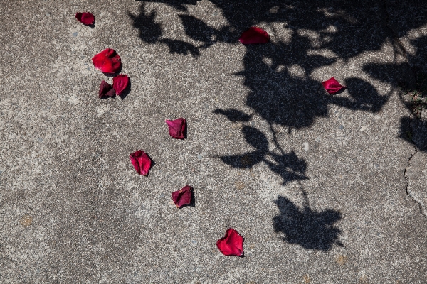 手 砂 葉 花 写真