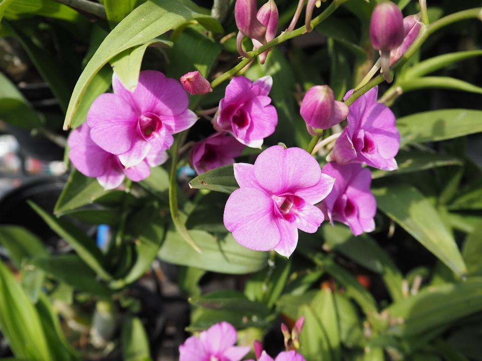 Albero natura fiore pianta