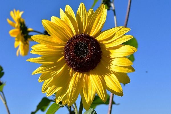 Nature blossom plant sky Photo