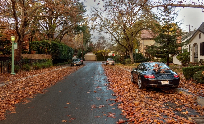 Ağaç yol sokak yaprak Fotoğraf