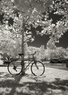 Photo Bifurquer fleurir neige noir et blanc
