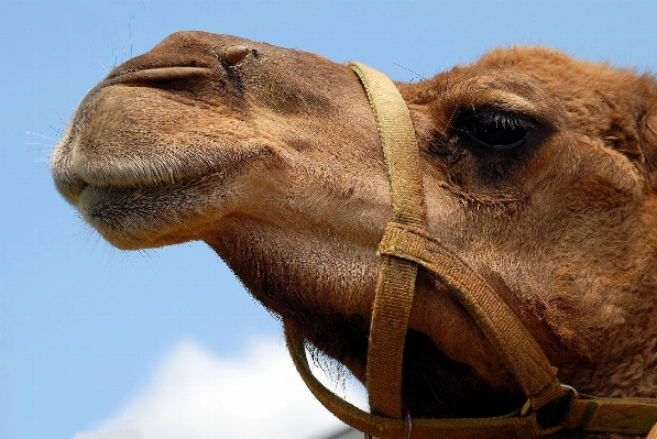 Nature sky desert animal Photo