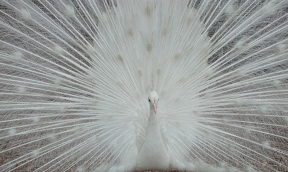 Naturaleza desierto
 pájaro ala