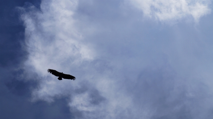 Photo Nature oiseau aile nuage