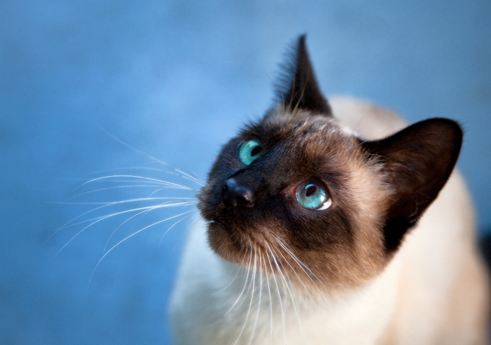 Katze katzenartig säugetier blau