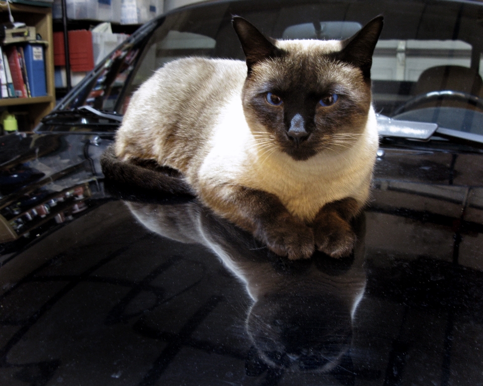 Gato mamífero bigodes
 vertebrado
