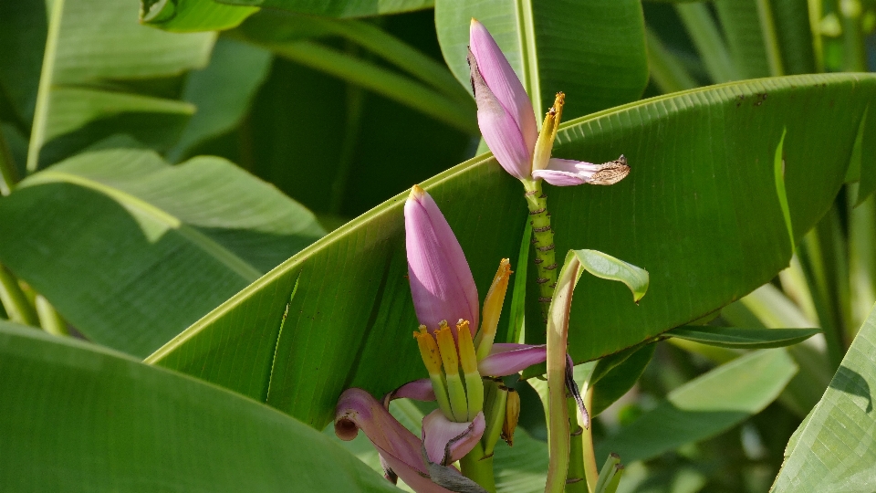 Natureza plantar folha flor