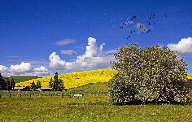 Landscape tree nature grass Photo