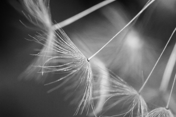 Photo Aile lumière noir et blanc
 blanc