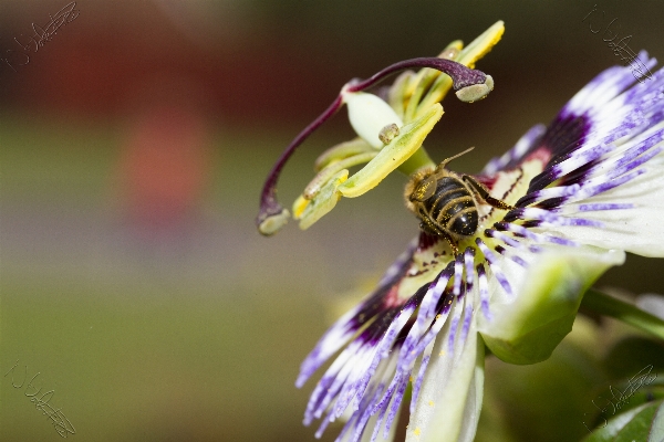 Nature blossom plant photography Photo