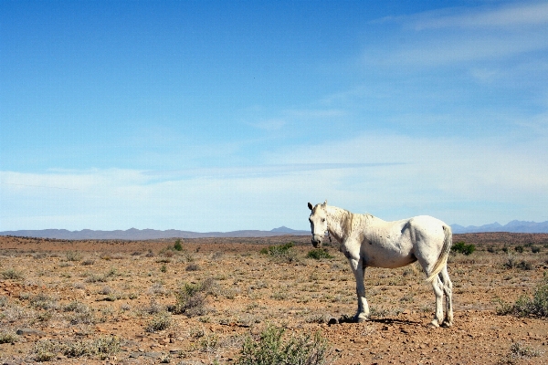 Landscape prairie arid animal Photo