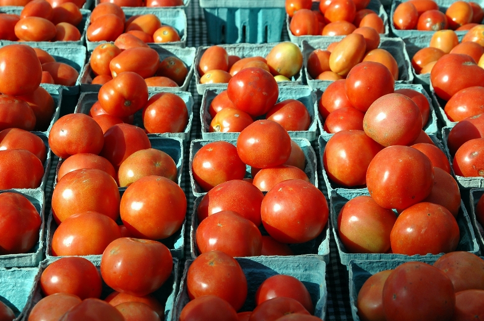 Plant fruit store meal