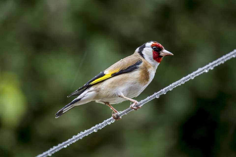 Branch bird wildlife beak