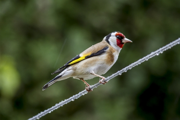 Branch bird wildlife beak Photo