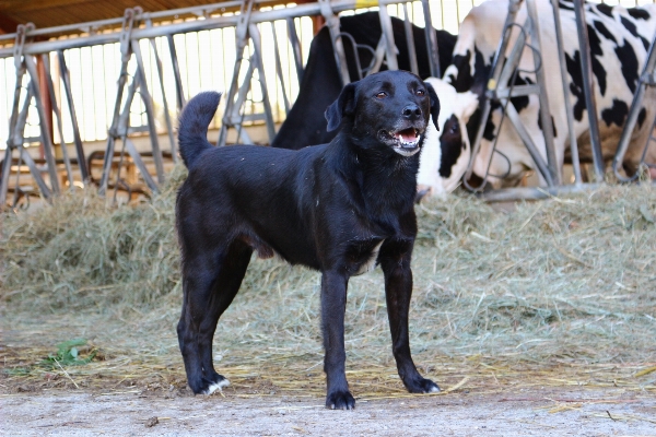 Field farm dog france Photo