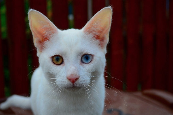 White animal cute pet Photo