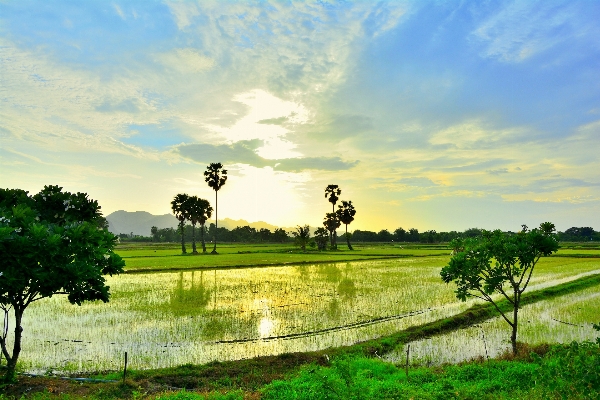 Landscape tree nature grass Photo