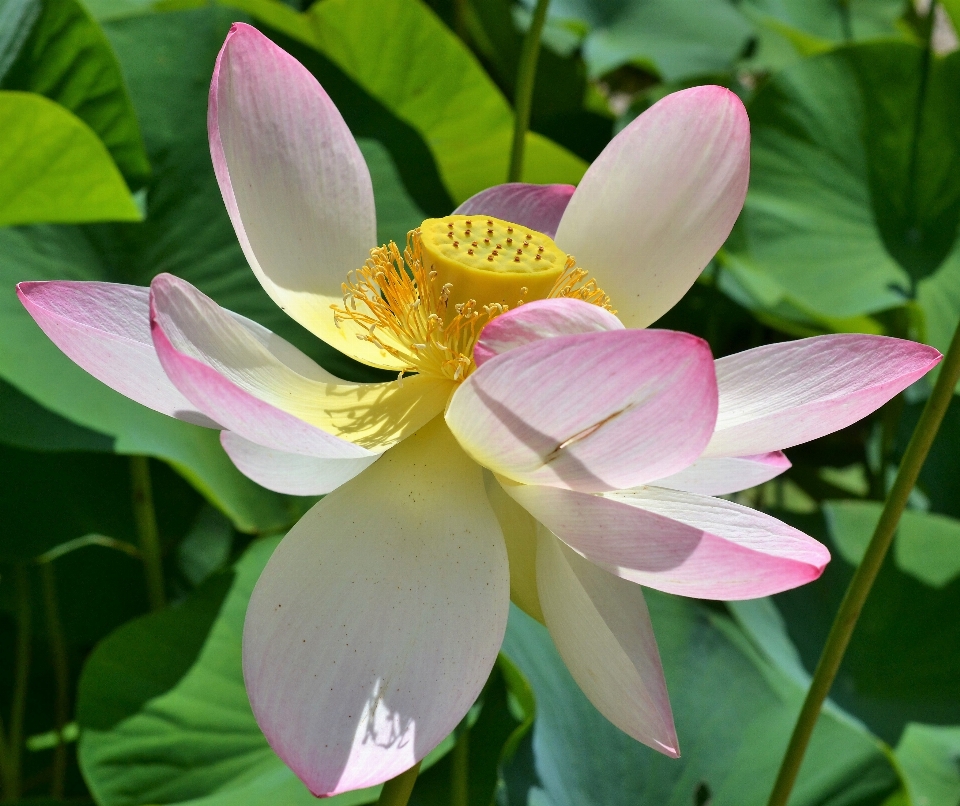 Natur blüte anlage weiss