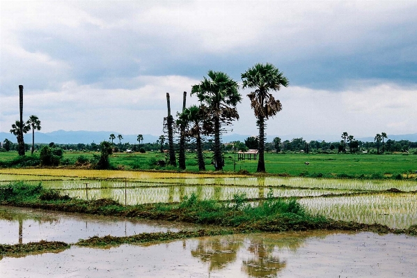 Landscape tree nature grass Photo