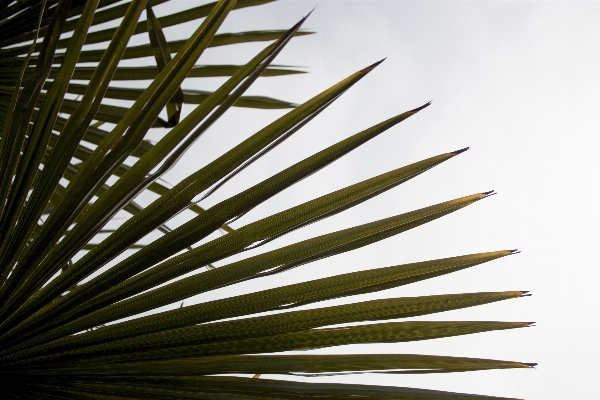 Foto árbol césped rama planta