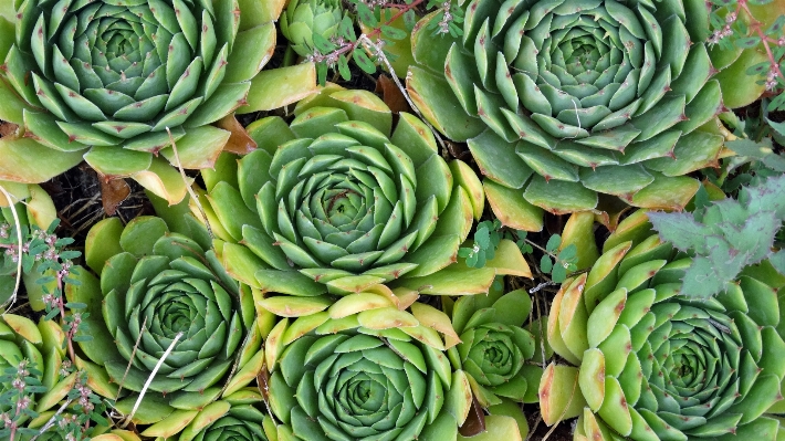 Foto Naturaleza planta flor alimento