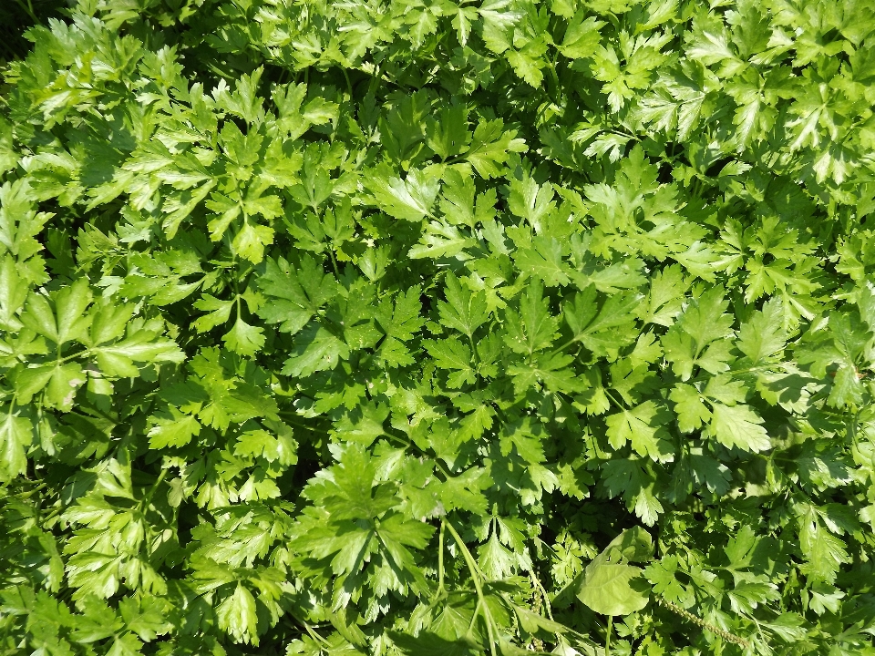 Arbre nature herbe usine