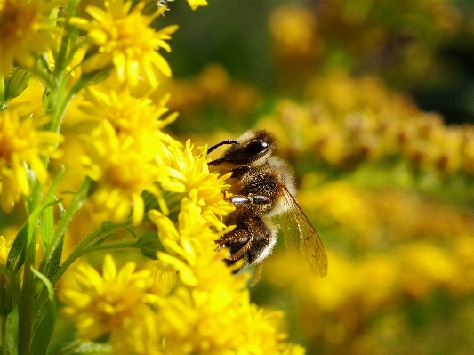 Nature meadow flower honey Photo