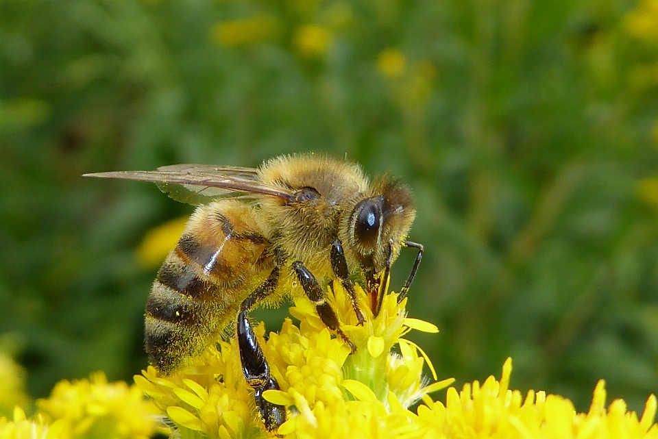 Natura prato
 prateria
 fiore