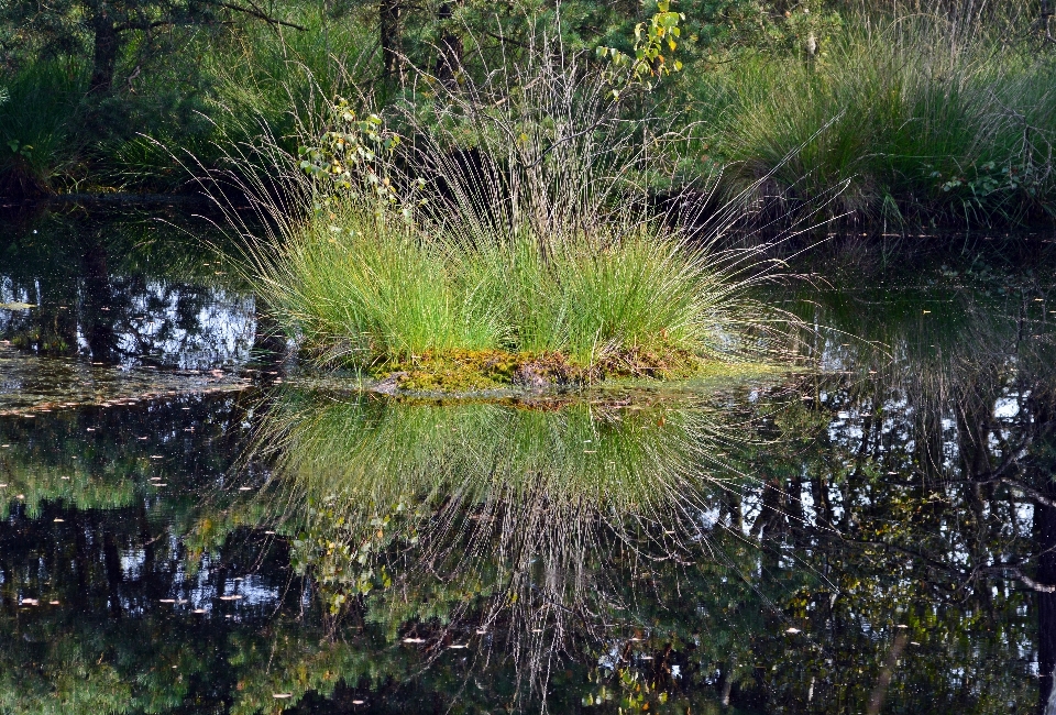 Paysage arbre eau nature