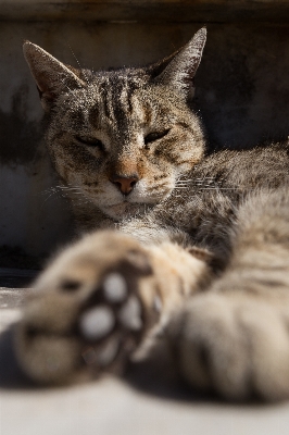 Alone photo kitten cat Photo