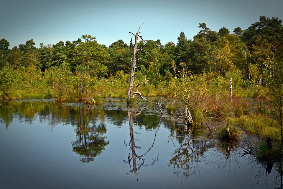 Paisagem árvore água natureza