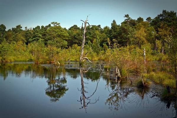 Landscape tree water nature Photo