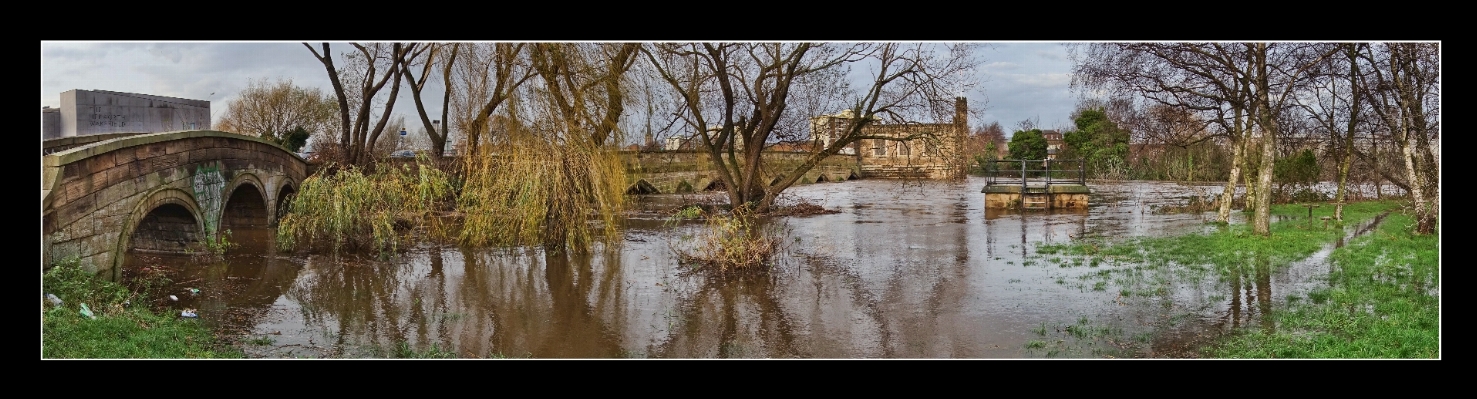 Tree water swamp bridge Photo