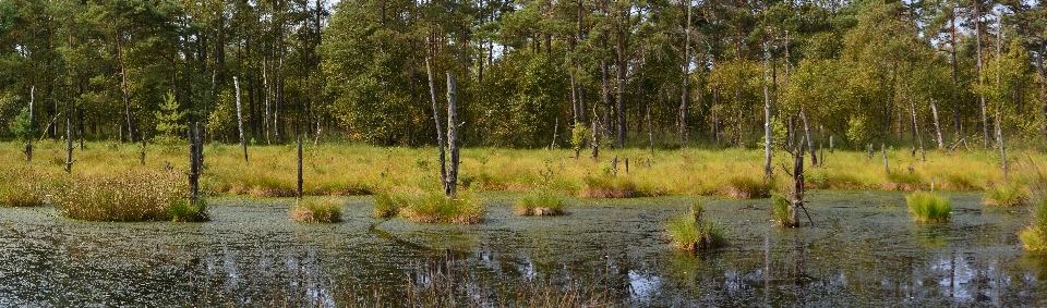 Paysage arbre nature forêt