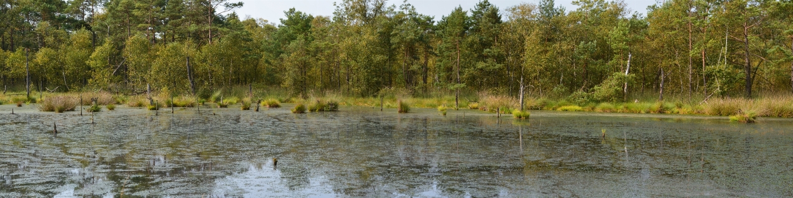 Landschaft natur wald sumpf
 Foto