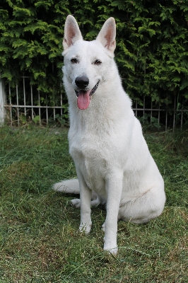 White dog animal pet Photo