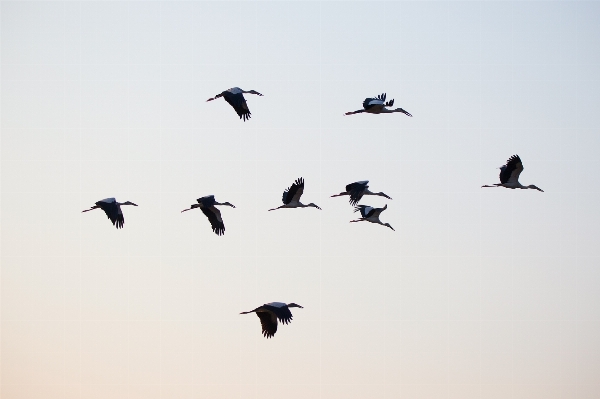 Foto Pájaro ala blanco canal
