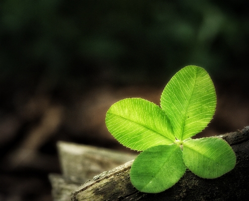 Nature grass plant photography Photo